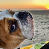 Entry image for Oliver