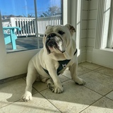 Entry image for Meatball