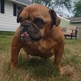 Entry image for Meats