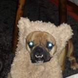 Entry image for Lucy & Meats