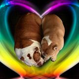 Entry image for Chunk and Mabel