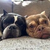 Entry image for Rocky and boujee 