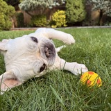 Entry image for Oscar