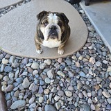 Entry image for Shane 