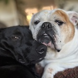 Entry image for Bella