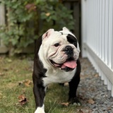 Entry image for Koda