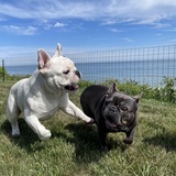 Entry image for Timmy & Tootsie