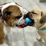 Entry image for Rosebud & Norman