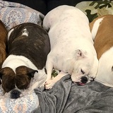 Entry image for Penny Copper Bentley Daisy