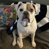 Entry image for Nala