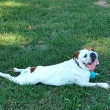 Entry image for Pumba