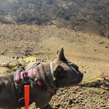 Entry image for Fiona