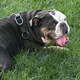 Entry image for Meatloaf