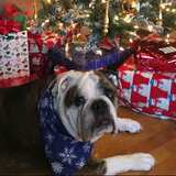 Entry image for Boomer