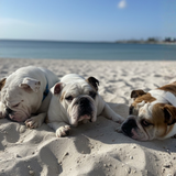 Entry image for Hoagie, Franklin & Delilah