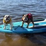 Entry image for Scipio & Augustus