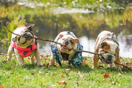 Entry image for Sunset Sarsaprilla (Sassy), Maneater Mildred (Milly) and Sir Duncan the Tall of Antwerp (Duncan). Clicking this image will show a larger photo