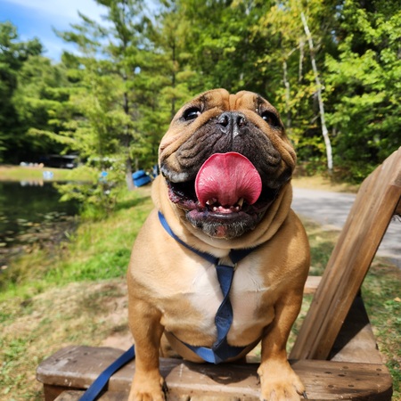 Entry image for Otis. Clicking this image will show a larger photo