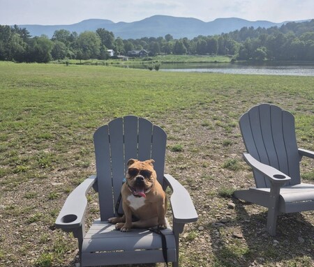 Entry image for Daisy. Clicking this image will show a larger photo