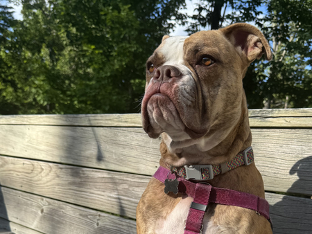 Entry image for Frankenstein. Clicking this image will show a larger photo