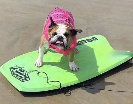 Entry image for Fefe. Clicking this image will show a larger photo