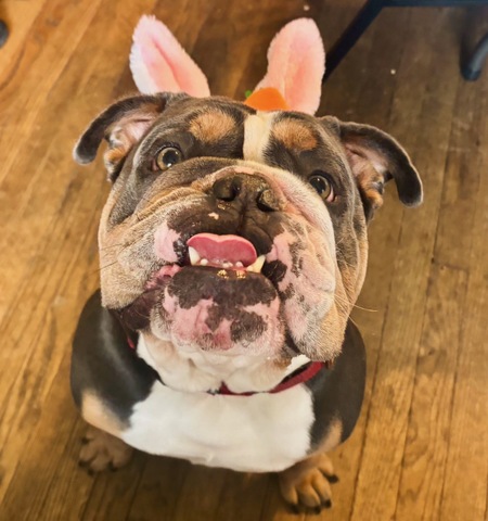 Entry image for Alphonse CaBone. Clicking this image will show a larger photo