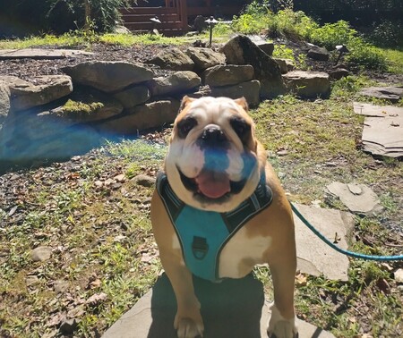 Entry image for Max. Clicking this image will show a larger photo