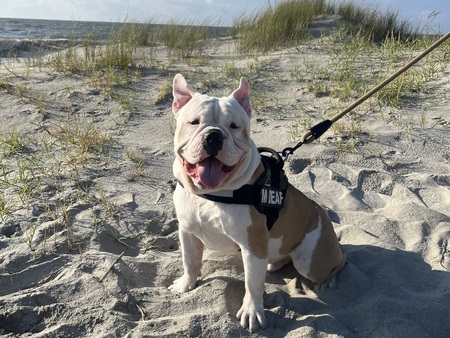 Entry image for Pancho. Clicking this image will show a larger photo