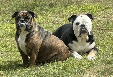 Entry image for Zoey and Dexter. Clicking this image will show a larger photo