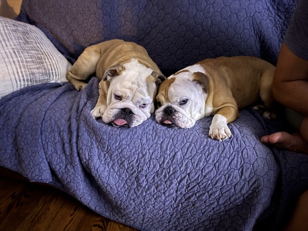 Entry image for Bruce & Harper. Clicking this image will show a larger photo