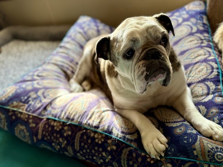 Entry image for Angus. Clicking this image will show a larger photo