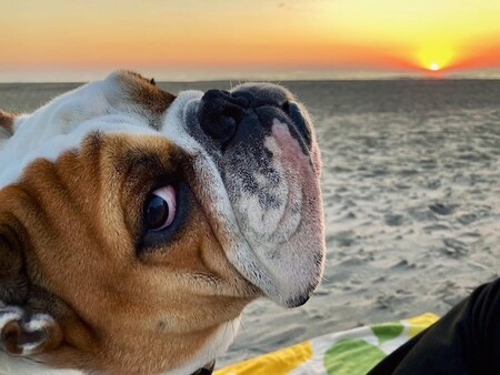 Entry image for Oliver. Clicking this image will show a larger photo