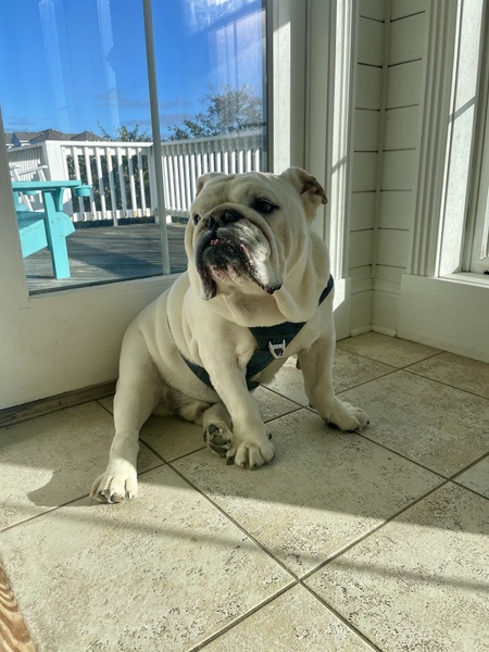 Entry image for Meatball. Clicking this image will show a larger photo