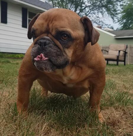 Entry image for Meats. Clicking this image will show a larger photo