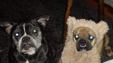 Entry image for Lucy & Meats. Clicking this image will show a larger photo