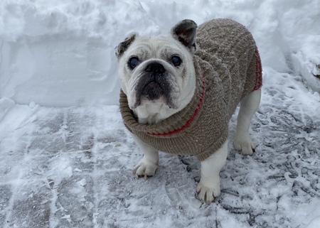 Entry image for Sophie. Clicking this image will show a larger photo