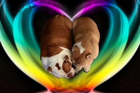 Entry image for Chunk and Mabel. Clicking this image will show a larger photo