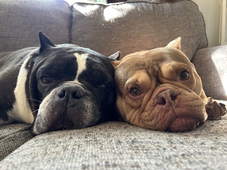 Entry image for Rocky and boujee . Clicking this image will show a larger photo