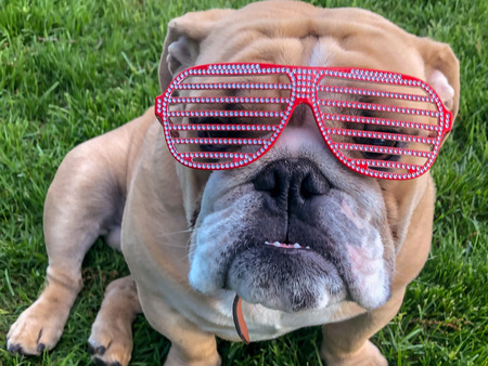 Entry image for Seamus. Clicking this image will show a larger photo