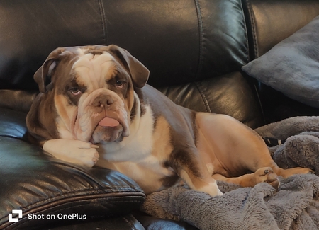 Entry image for Louie. Clicking this image will show a larger photo