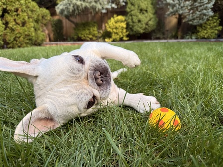 Entry image for Oscar. Clicking this image will show a larger photo