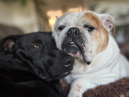 Entry image for Bella. Clicking this image will show a larger photo