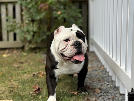 Entry image for Koda. Clicking this image will show a larger photo