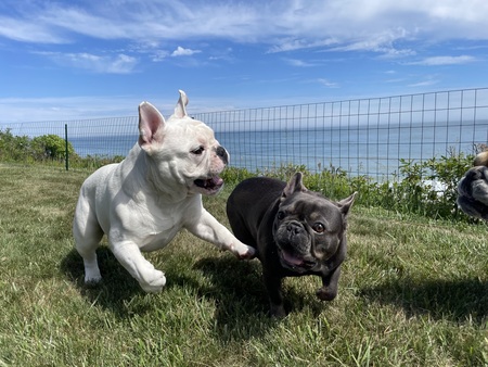 Entry image for Timmy & Tootsie. Clicking this image will show a larger photo