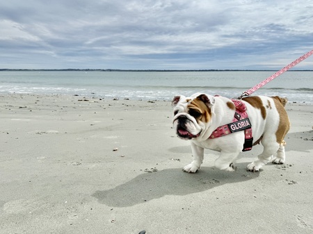 Entry image for Gloria. Clicking this image will show a larger photo