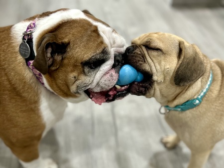 Entry image for Rosebud & Norman. Clicking this image will show a larger photo