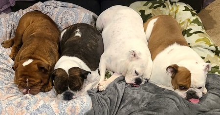 Entry image for Penny Copper Bentley Daisy. Clicking this image will show a larger photo