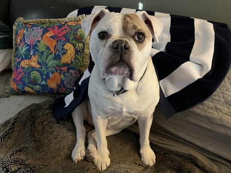 Entry image for Nala. Clicking this image will show a larger photo