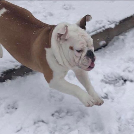 Entry image for Dolly. Clicking this image will show a larger photo