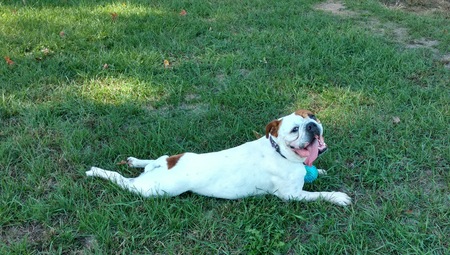 Entry image for Pumba. Clicking this image will show a larger photo